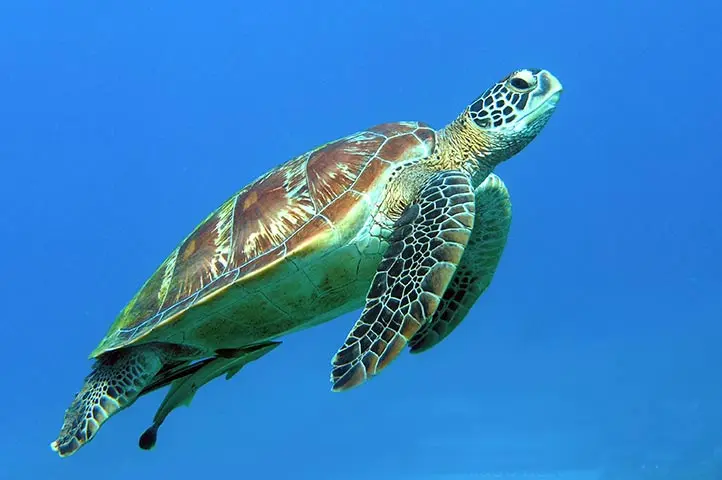 Havskildpadde svømmer i blåt vand hos Vektor Digital Kingfish case studie.